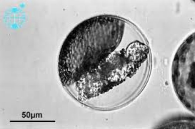 Представитель Семейства Ectrogellaceae